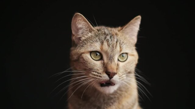 Portrait of cute ginger tabby cat licking its lips and looking at something, front view. Slow motion 240 FPS.