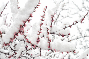 Flowering apricot branch covered with snow