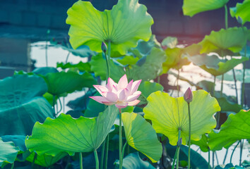 lotus flower blooming in summer pond with green leaves as background