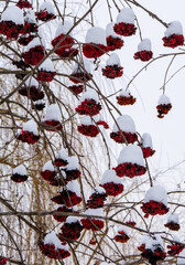 Naklejka premium Branches with Sorbus aucuparia fruits covered with snow