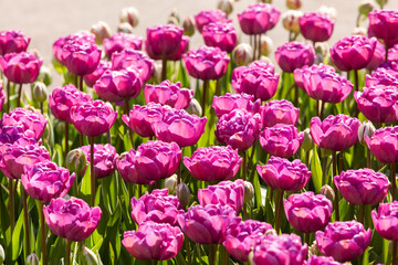 Beautiful tulips in the park. Spring concept.