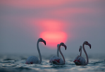 Fototapeta premium Greater Flamingos and dramatic hue in sky and water during sunrise at Asker coast, Bahrain