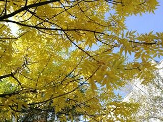 autumn in the park