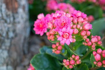 Beautiful kalanchoe is blooming in the park. Kalanchoe blossfeldiana is a herbaceous and commonly cultivated houseplant.