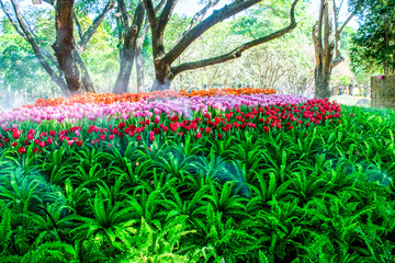 Colorful of tulip flowers and foggy in the garden. - 407013913