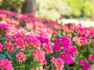 Obraz premium Beautiful kalanchoe is blooming in the park. Kalanchoe blossfeldiana is a herbaceous and commonly cultivated houseplant.