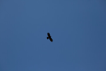 The eagle in the sky