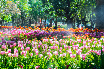 Colorful of tulip flowers and foggy in the garden. - 407014320
