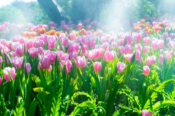 Colorful of tulip flowers and foggy in the garden. - 407014378