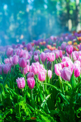 Colorful of tulip flowers and foggy in the garden. - 407014536
