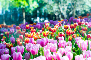 Colorful of tulip flowers and foggy in the garden. - 407014783