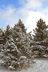 Snow covered fir trees under blue sky with white clouds