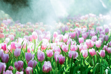 Colorful of tulip flowers and foggy in the garden. - 407014951
