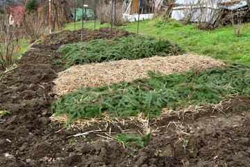 A farmer's field in a village covered with needles and straw to protect seedlings from frost in winter