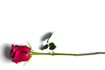 Single red rose isolated on white background on the right side.