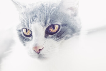 Artistic, filtered portrait of a grey white cat. Close-up of a kitten with beautiful eyes. High-key photo of a feline face