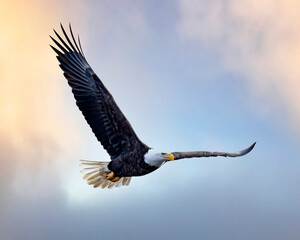 Eagle in flight