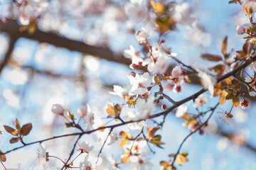 Branch of blossoming apricot tree with pink flowers on blue sky background in sun rays light