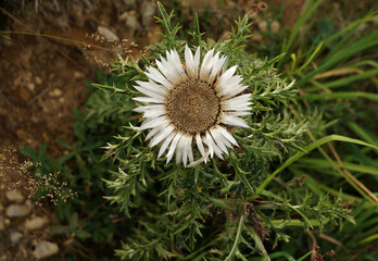 a silver thistle in the mountains