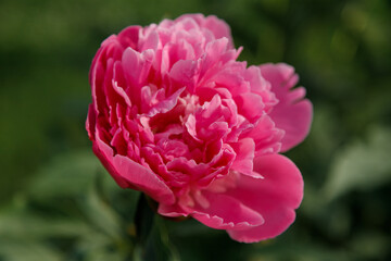Pink peony flower on green background. Soft focused shot. Spring blossom concept.