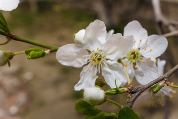 Branch of blossoming cherry tree with white flowers on blurry background in sun rays light