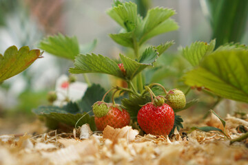 red and unripe strawberries