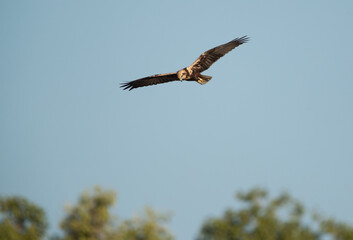 Obraz premium Eurasian Marsh harrier in flight at Tubli bay, Bahrain