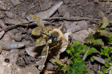 Soft focused macro shot of bumblebee with green eyes. Insects life, spring nature tiny creatures.
