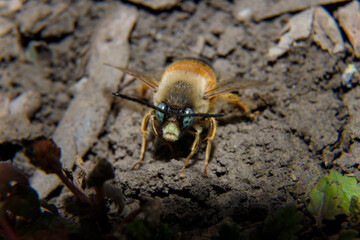 Soft focused macro shot of bumblebee with green eyes. Insects life, spring nature tiny creatures.