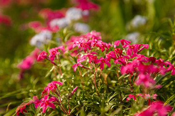 Soft focused shot of bright pink flowers on green bush in sunlight. Springtime plants on blurry background.