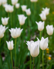 Delightful and charming white tulips. Alley of snow-white tulips. Spring decoration in the park, garden. Beautiful spring flowers