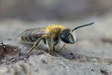 Close up of the male of the  heather mining-bee, Andrena fuscipes