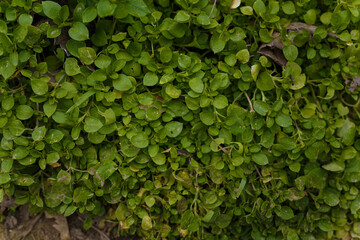 Fresh young spring grass with small green ruonded leaves.