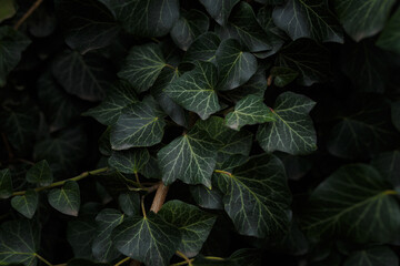 Natural background, foliage texture, leaves of evergreen ivy bush. Close up shot.