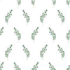 Seamless Pattern with Thyme Sprigs on White Background