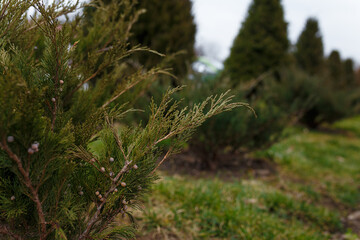 Coniferous bushes or juniper growing outside.