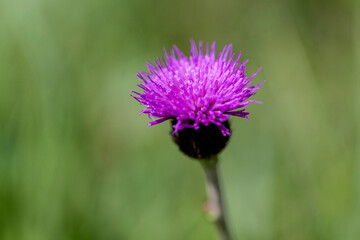Milk thistle