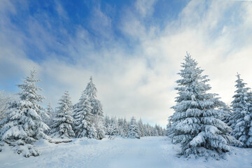 Winter im Wald