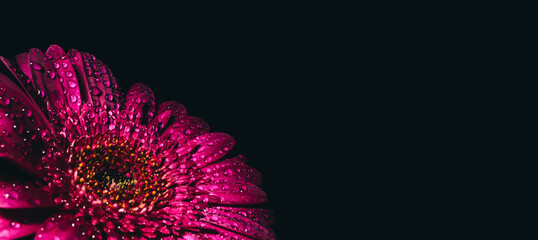 Large beautiful gerbera of purple color in drops isolated on black background with copy space, text...