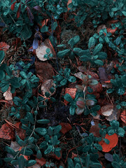 red and green leaves on the ground