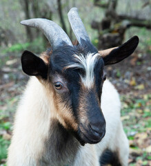 Goat. Portrait of a goat on a farm in the village