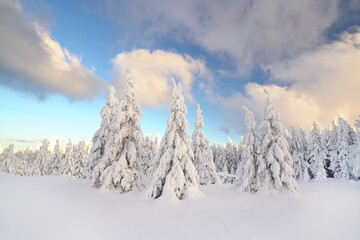 zauberhaft verschneiter Winterwald