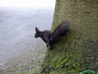 Brown squirrel (sciurus) on a tree in the park