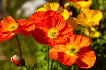 Beautiful red ornamental poppy in the garden, close-up.