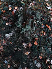 old tree stump in the forest