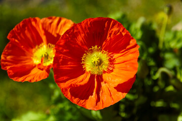 Beautiful red ornamental poppy in the garden, close-up.