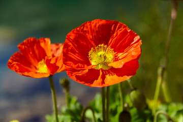 Fototapeta premium Beautiful red ornamental poppy in the garden, close-up.