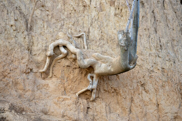 The roots of a tree growing on a steep clay wall