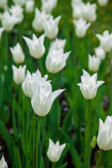 Delightful and charming white tulips. Alley of snow-white tulips. Spring decoration in the park, garden. Beautiful spring flowers