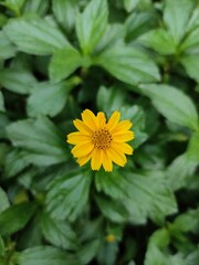 yellow flower with leaves